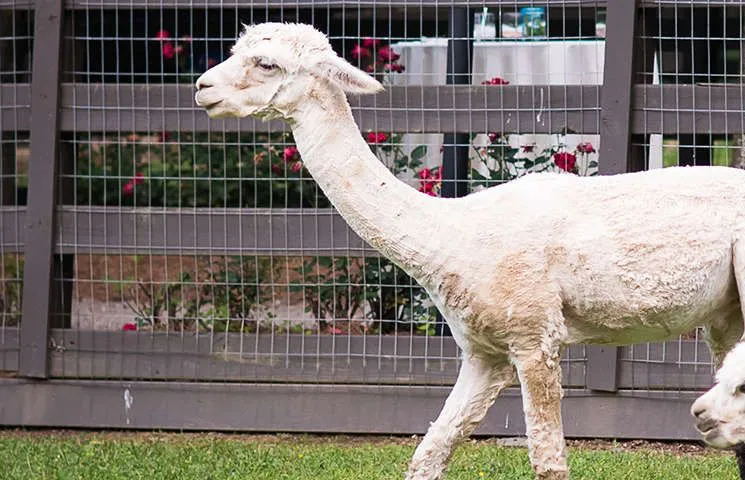 The resident alpacas lined up along the pasture fence